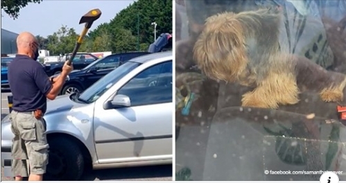 Ein Passant rettete mit einer Axt einen Hund, der in einem Auto gefangen war